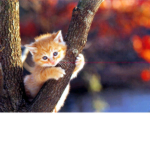 Cool Cat Group