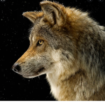 Wolf pack inc.