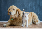 Animal people for ever