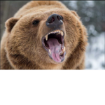 Grizzly Bear Capital