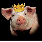 pigs of teh world