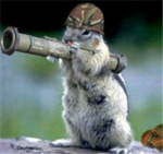 Warrior cats clan