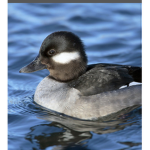 DUCK S