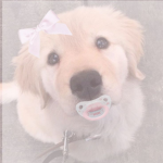 pwupzi