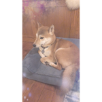 My dog Lupin