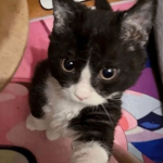 Cutie pootie store