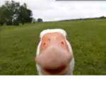 Cool Ducks Only