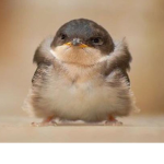 LB (The little birds!)