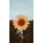 ~Bᴜʙʙʟᴇs Sǫᴜᴀᴅ~
