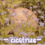 - cicatrize -