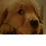 #dog love