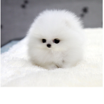 Teacup Poodle Puppies