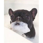 French bulldogs <3