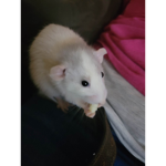 Piggy_group_like_time