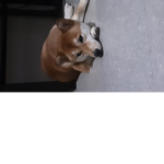 SHIBA INU PRINCESS