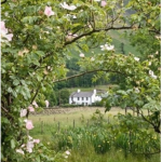 vintagey cottage