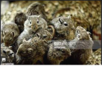 SQUIRREL FAMILY TREE