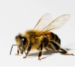 The Bumble Bee Squadsz