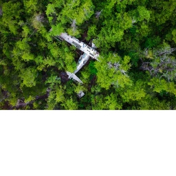 Forest Survival