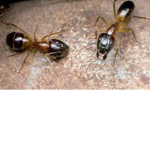 The ants Colony