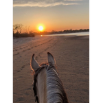 ._*+ Sunset Riding Academy +*_.