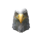 Bald Eagle Head