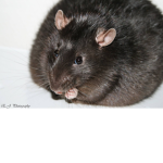 Ratwater.