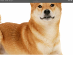 doge da 13th best