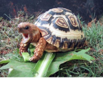 Tortoise Merch