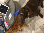 Otto the dog fans