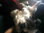 THIS IS FOR MY PET