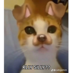Cute CAT/KITTEN