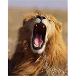 roaring lions