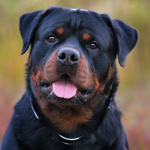 Rottweiler Br :>