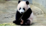 Lovable Pandas