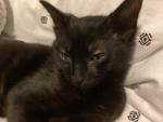 MEOW3RS