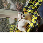 Dog group idk