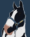 Forest Hill Equine