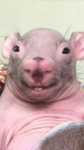We love rats <3
