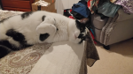 Best cat group!