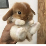 BUNNY FAN GROUP!!!!!