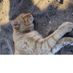 I gattini di jasmin