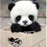 ~ Pandas for life~