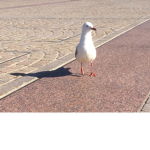 Cheddernoob