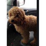 Golden doodle