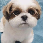 ~Puppies Forever~