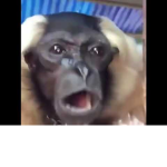 good monkey