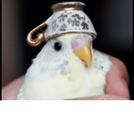 The Bird Express