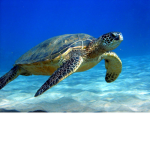 Secret Turtles illuminati