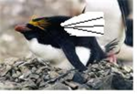 flying penguins